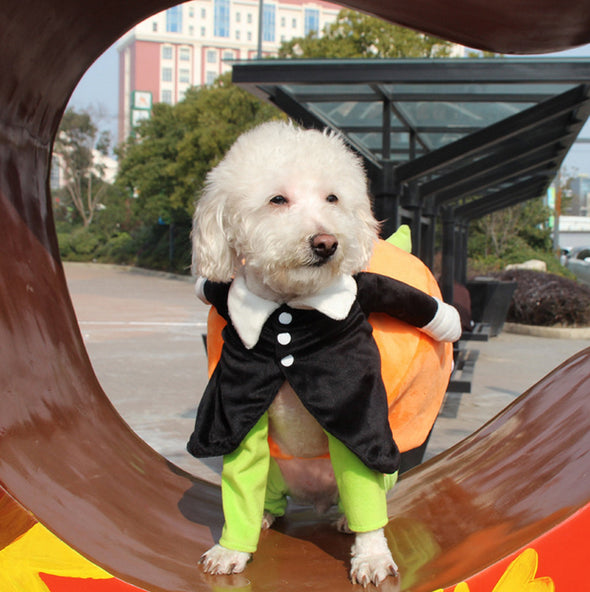 Dog Costume Halloween for Small Dogs and Adult Cats, Pet Pumpkin